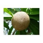 sapota sapling plant