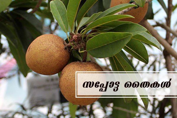 sapota chikoo sapling plant