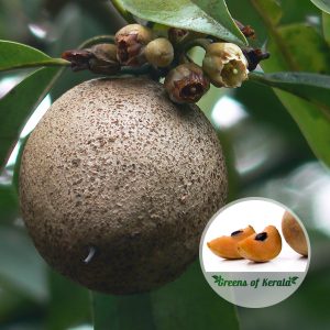 Jumbo Sapota Plant