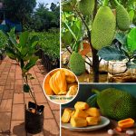 one year jack plant sale