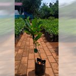 Jackfruit (Vietnam Early Gold, Budded) Fruit Plant | 365 Days Jack - Image 2