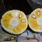 vietnam super early jack