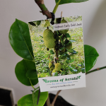 Jackfruit (Vietnam Early Gold, Budded) Fruit Plant | 365 Days Jack - Image 5