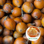 African Star Apple Udhara Fruit Plant Sale