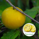 Araza Boi Fruit Plants