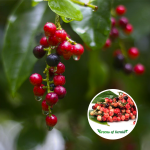 Bignay Fruit Plant Sale