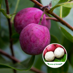 Cocoplum Fruit Plant Purchase