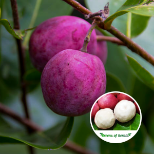 Cocoplum Fruit Plant Purchase