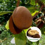 Cupuassu Fruit Plant Sale