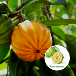 Garcinia Cowa Fruit Plant