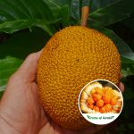 Keledang Fruit Plant Sale