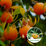 Lemon Vine Fruit Plant