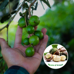 Macadamia Nut Fruit Plant Sale