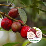 Mahkota Dewa Fruit Plant