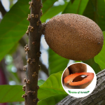 Mamey Sapote Fruit Plant