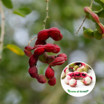 Manila Tamarind Fruit Plant