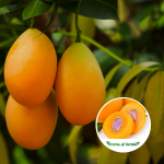 Maprang Fruit Plant Purchase