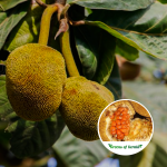 Mentawa Fruit Plant Sale