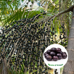 acai berry fruit plant