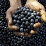 acai berry plant seedling