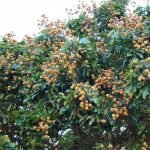 african star apple udara plant seedling
