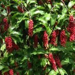 bigney fruit seedling