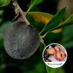 black apple fruit plant