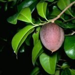 live black apple plants online