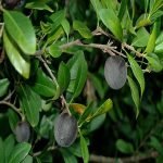 black apple seedling