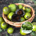 black sapota plant sale