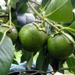 black sapota fruit