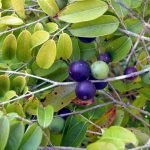 blue jabotica seedling