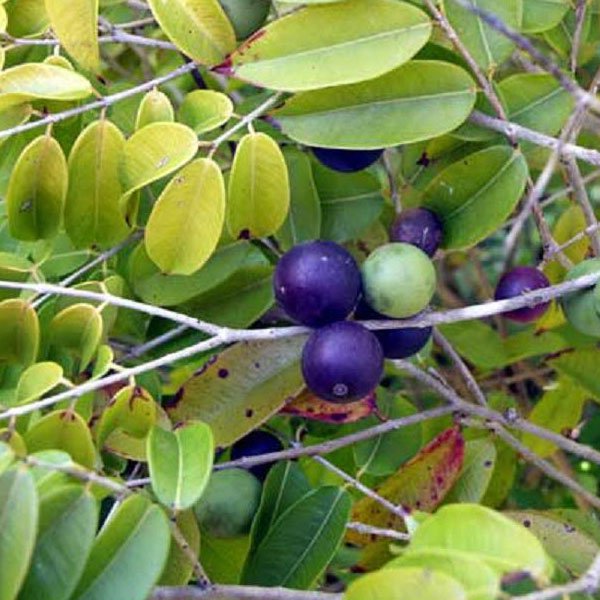 blue jabotica seedling