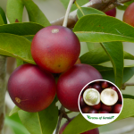 camu camu fruit plant