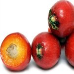 cedar bay cherry seedling