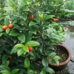 cedar bay cherry seedling