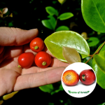 cedar bay cherry plant