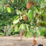 cupuassu plant seedling