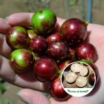 escarlate jabuticaba