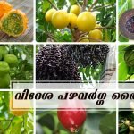 exotic fruits seedling