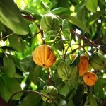 garcinia plant seedling