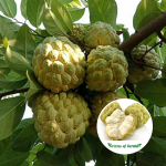 golden custard apple plant