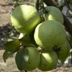 guava vnr layer seedling