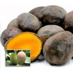 kasthuri mango live plants online
