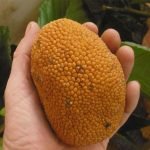 keledang fruit seedling