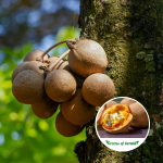 Kepel fruit plant sale