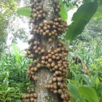 kepel fruit seedling