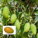 kesar mango live plants online