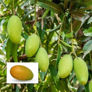kesar mango live plants online