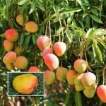kotturkonam mango live plants online